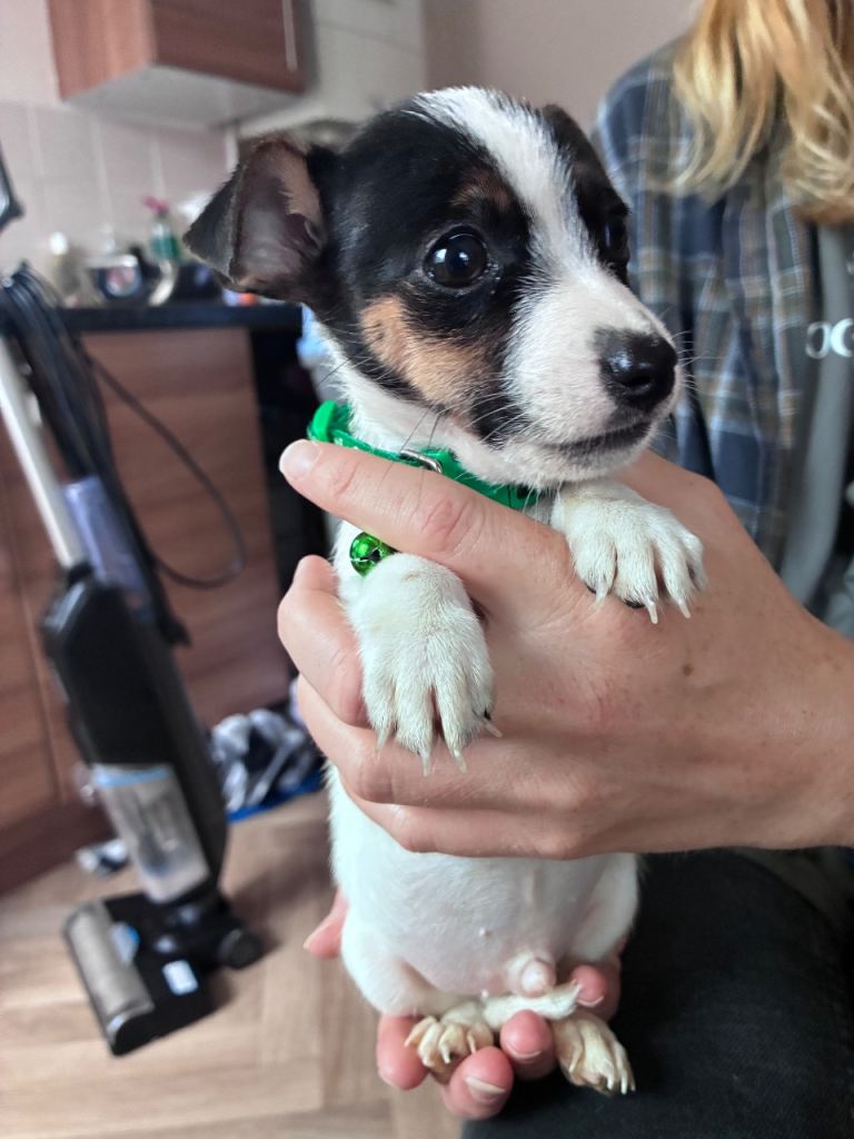 Jack Russell puppy boy are ready to leave