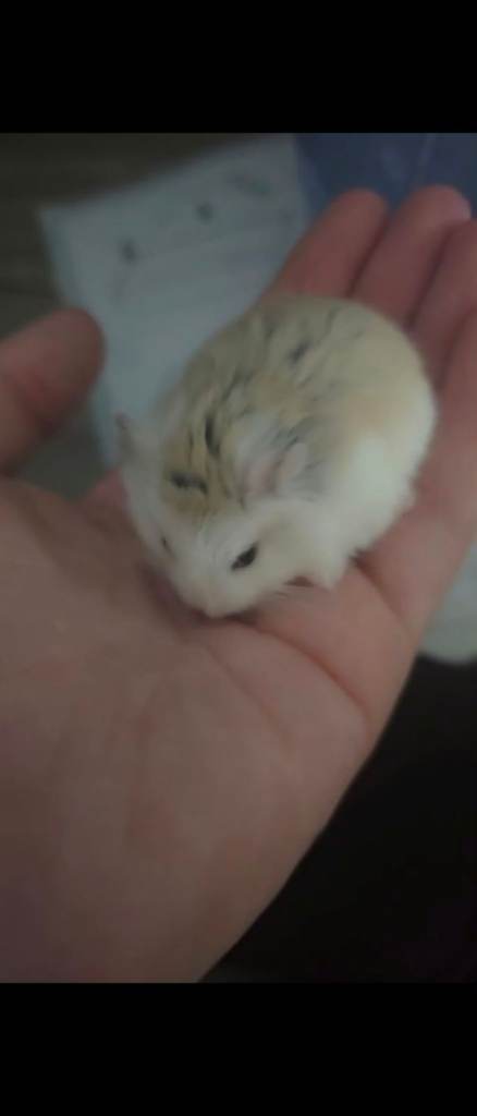Roborovski dwarf hamster