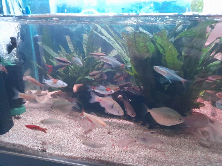 Tropical fish's 