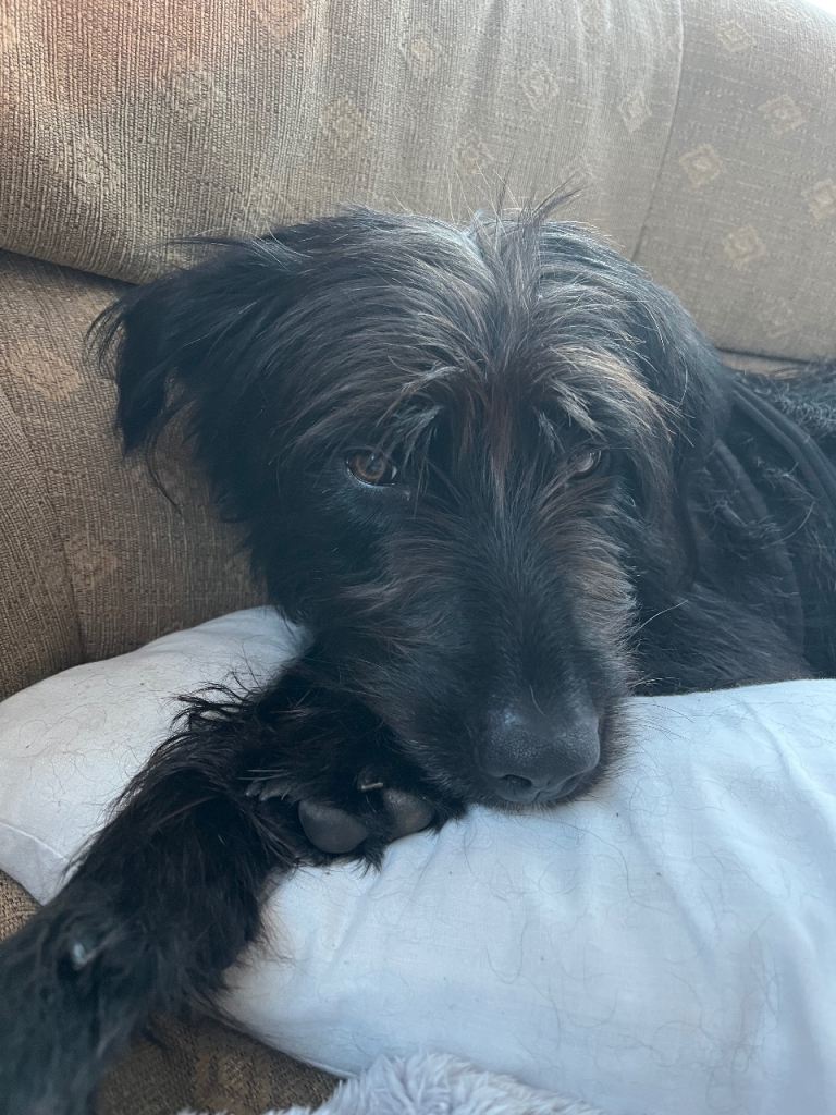 Irish wolf hound cross border collie