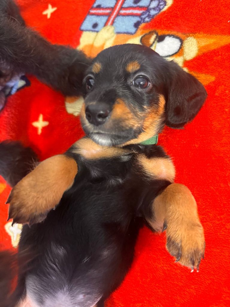 Doxie poo puppies 