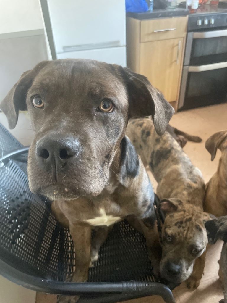 Mastiff x catahoula bandage 