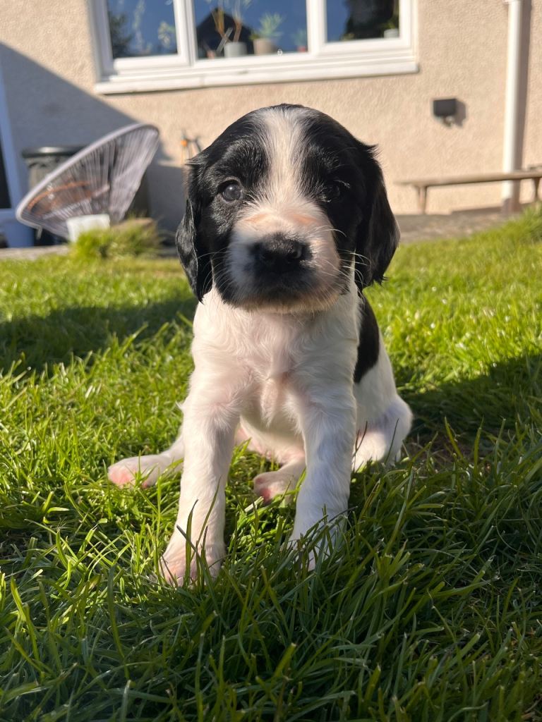 Springer spaniel puppies 