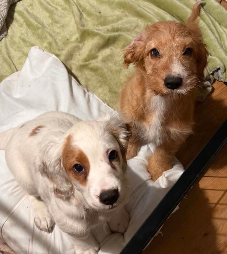 Reduced!! White and Red F2 Cockapoo Puppies.