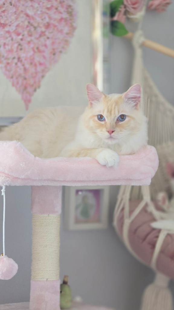 Ragdoll cat, 16mth old