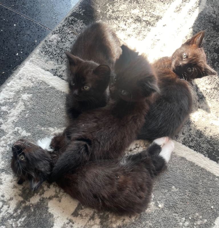 4 beautiful playful kittens 