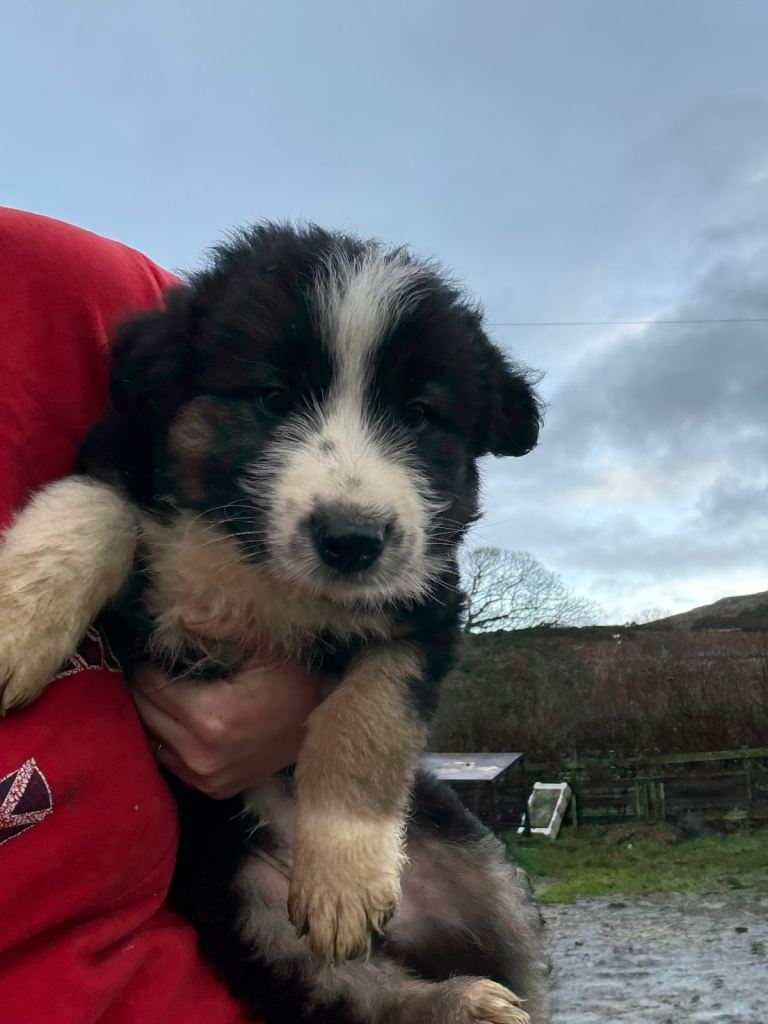 Bearded collie puppy