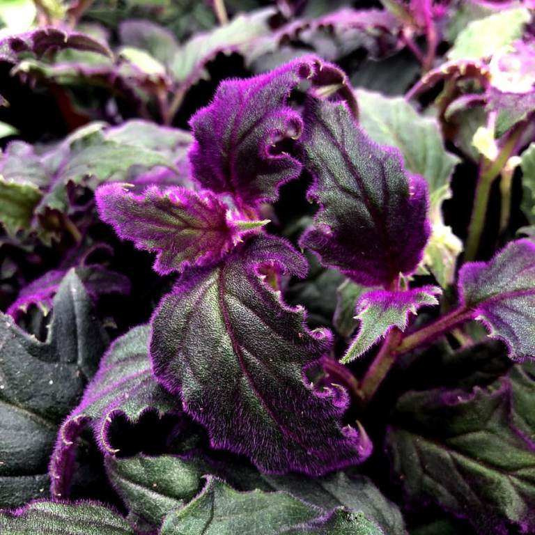 Exotic Showy House Plant Gynura Purple Velvet Plant Pendent