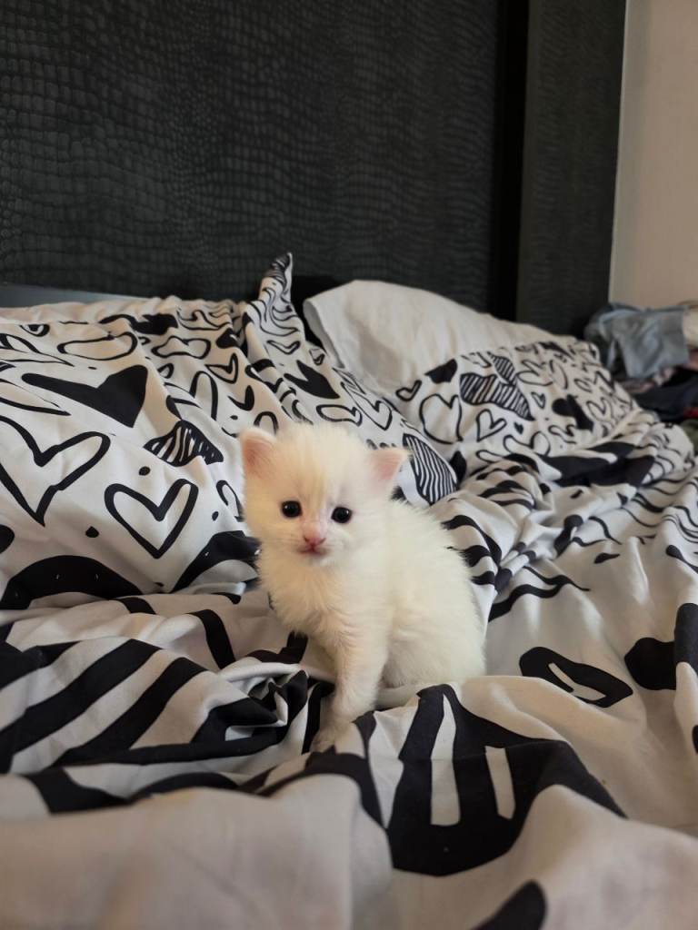 Pure white female floofers