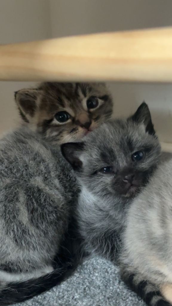 Beautiful kittens ready in 19/03