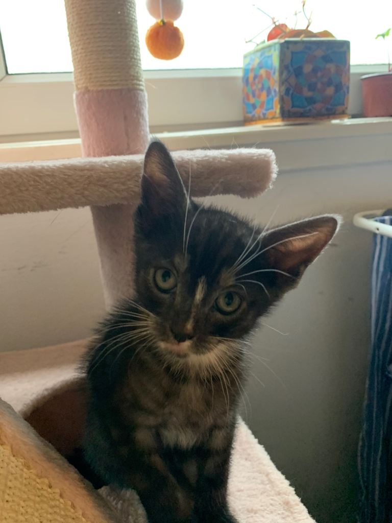 Kittens for sale … mixed 