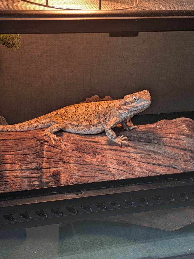 Rankin Dragon (Dwarf Bearded Dragon) + Full Set up