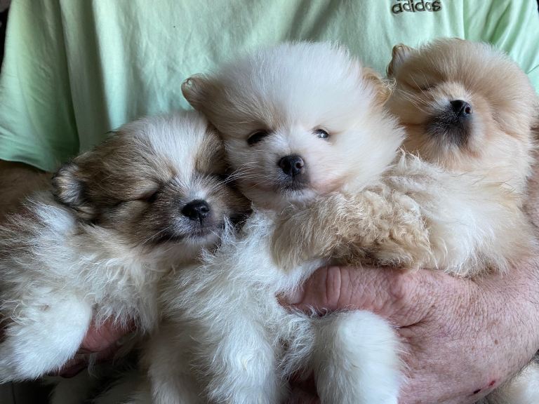 Pomeranian puppies 