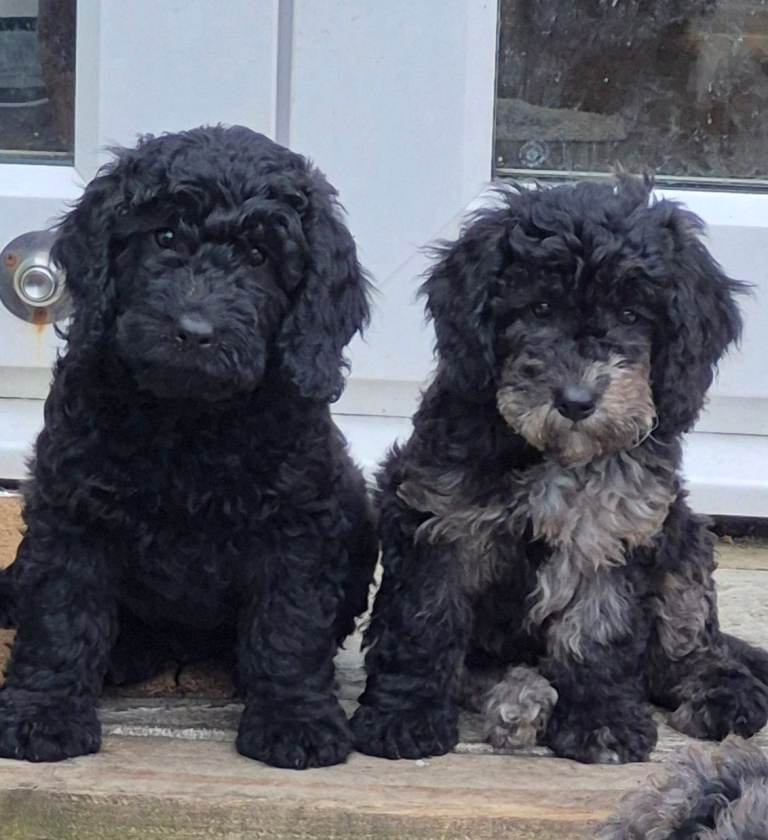 Cockapoo F1b Puppies 