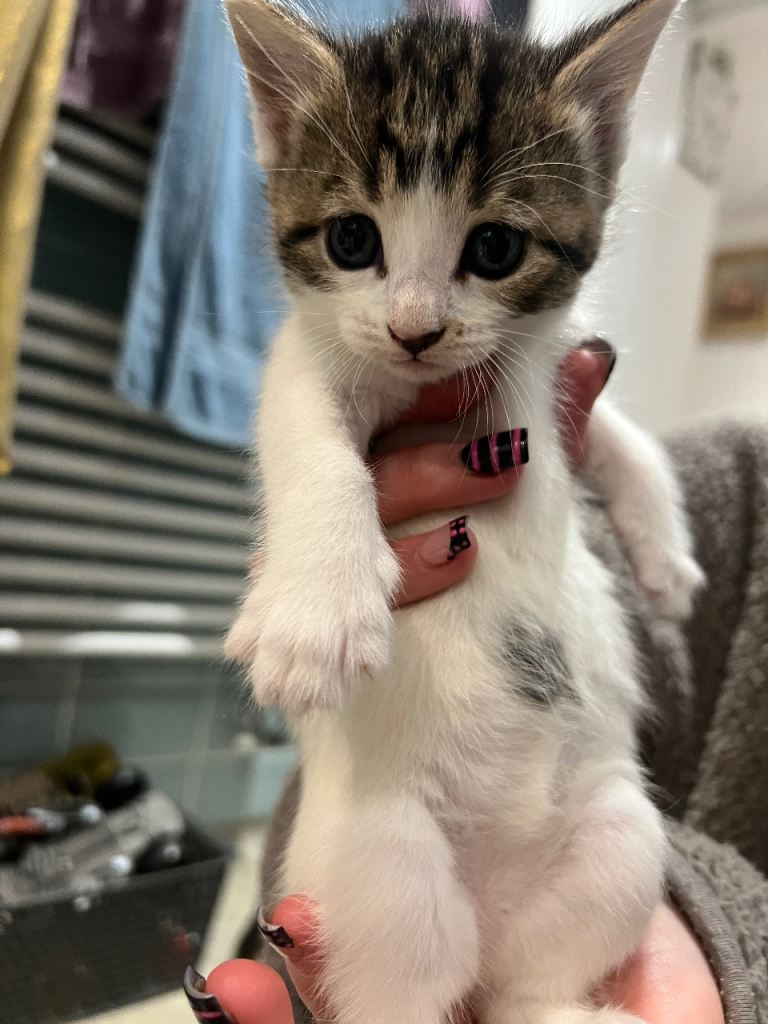 Four week old kittens