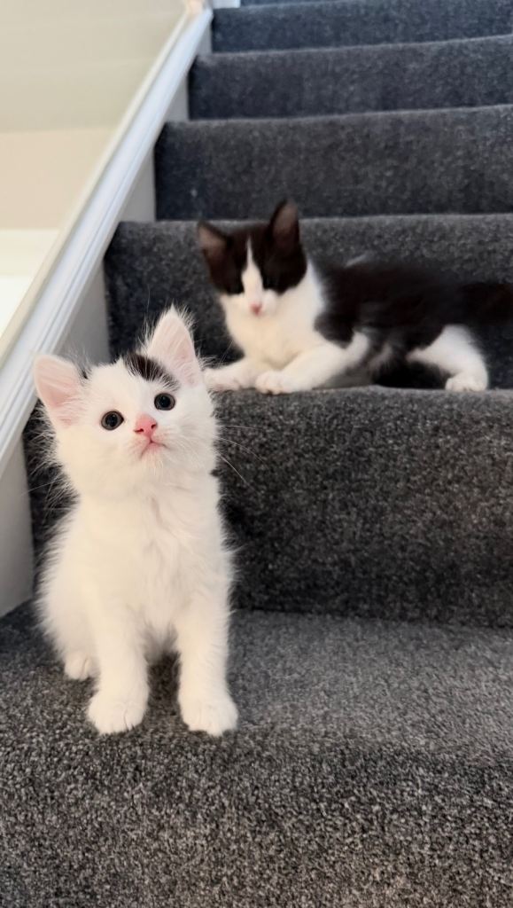Two Sweet Kittens 
