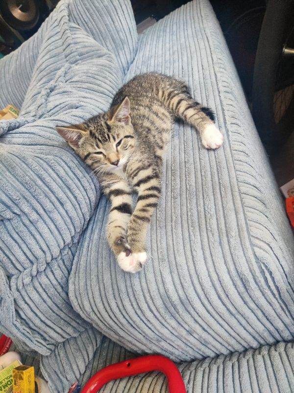 Striped kittens 