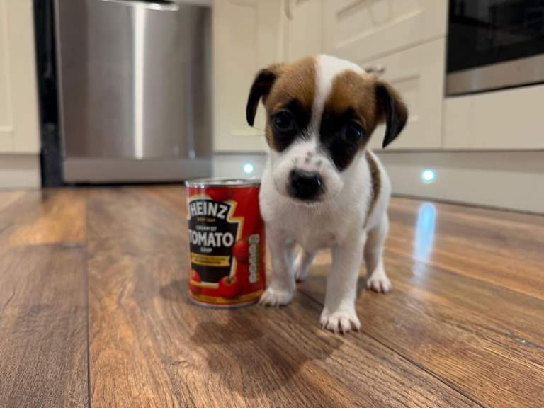 Jack Russell miniature girl Puppy