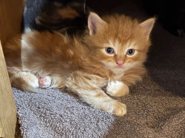 Gorgeous Fluffy Kittens 😻😻