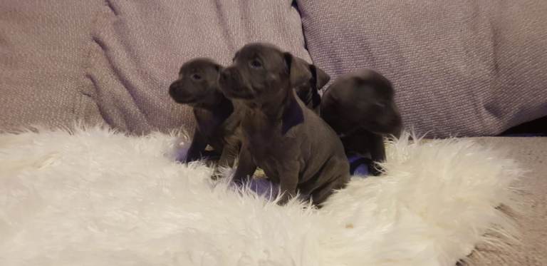 Staffordshire bull terrier puppies 
