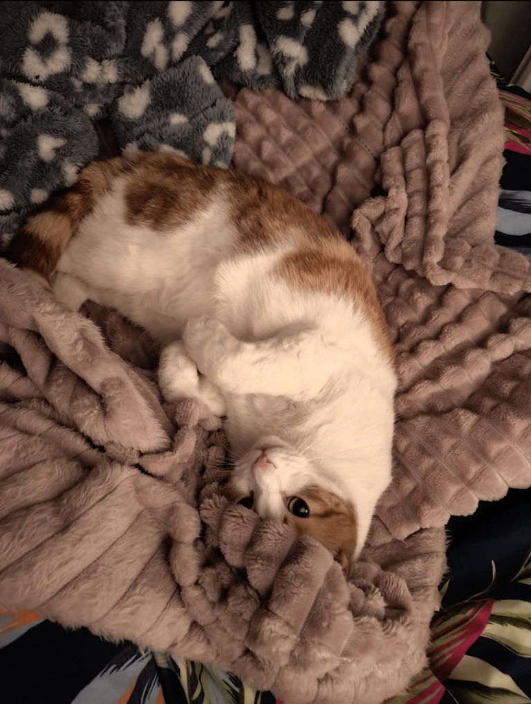 Rehoming 5 year old male cat 