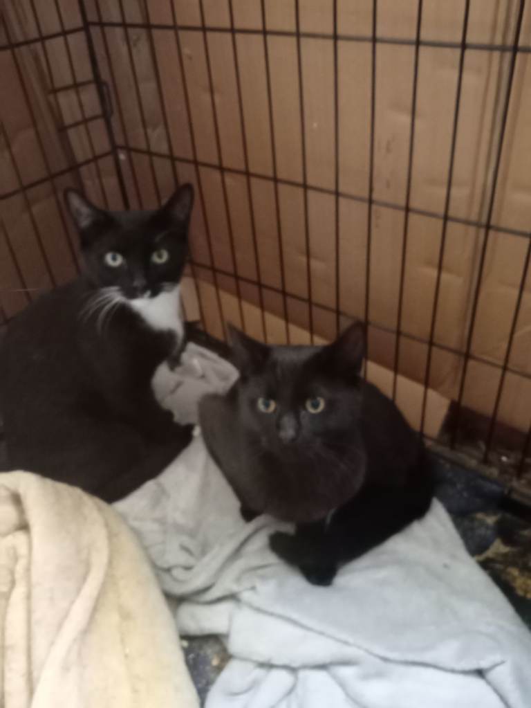male young male cats £30 each neutered chipped wormed