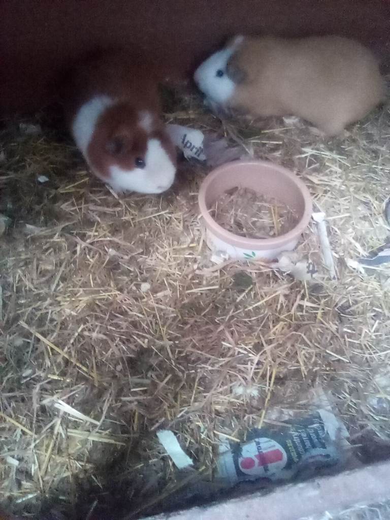 2 males guinea pigs plus run
