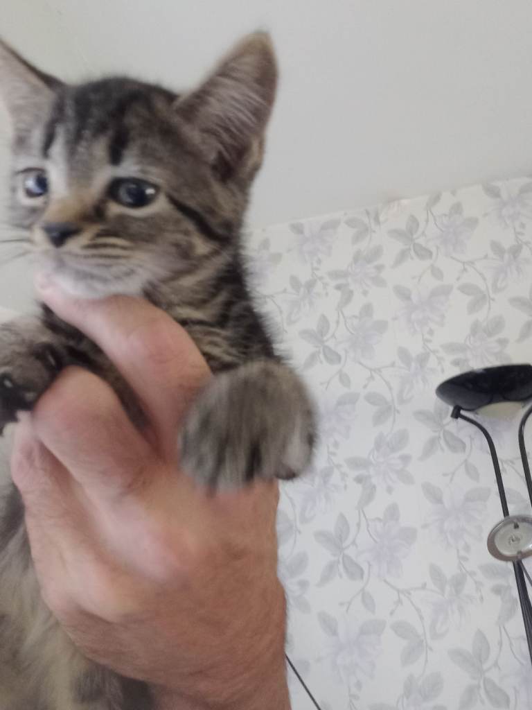 2 beautiful tabbie kittens 