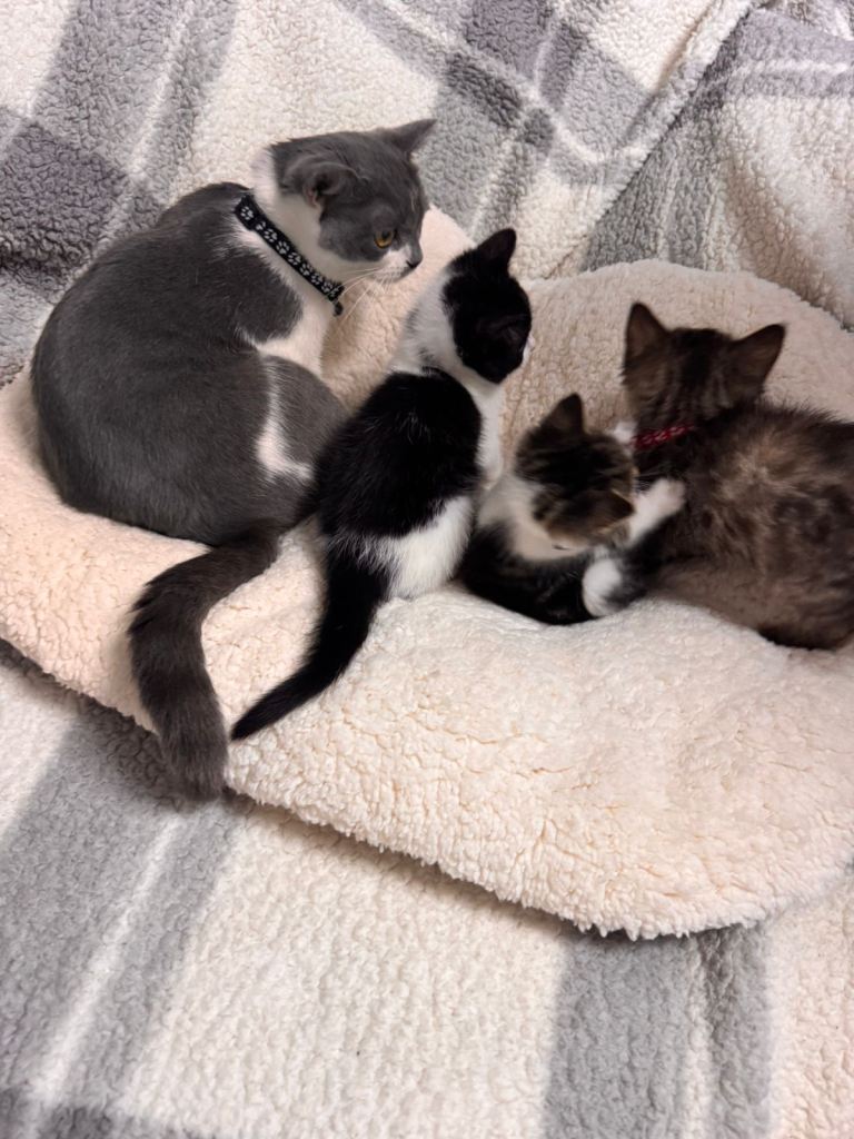  Sweet Little Kittens Looking for Loving Homes 