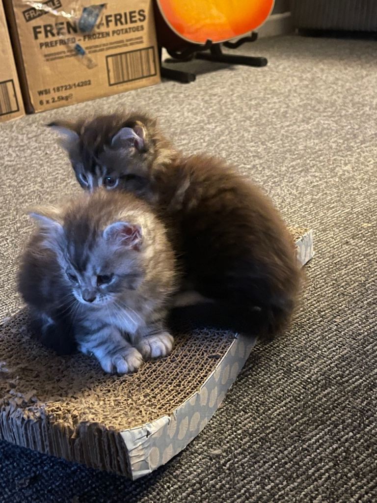 Maine coon kittens 