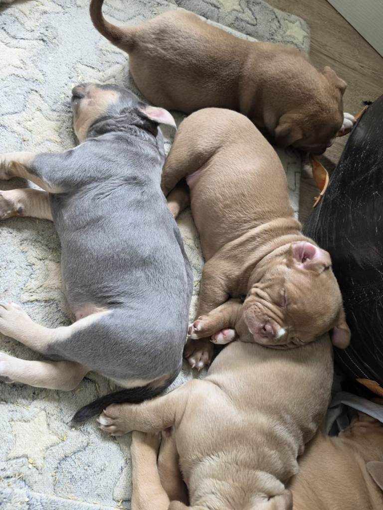 Pocketbully puppies 