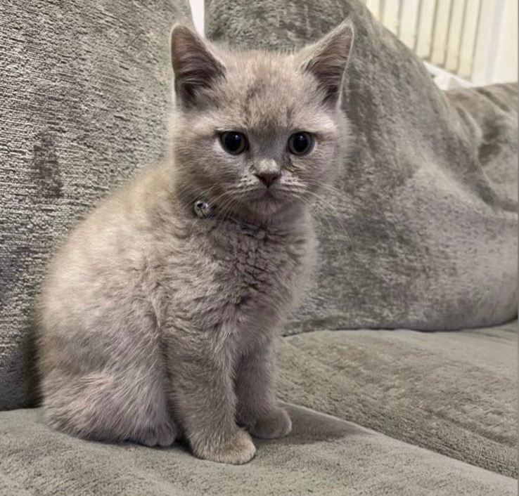 Adorable British Shorthair Male Kitten