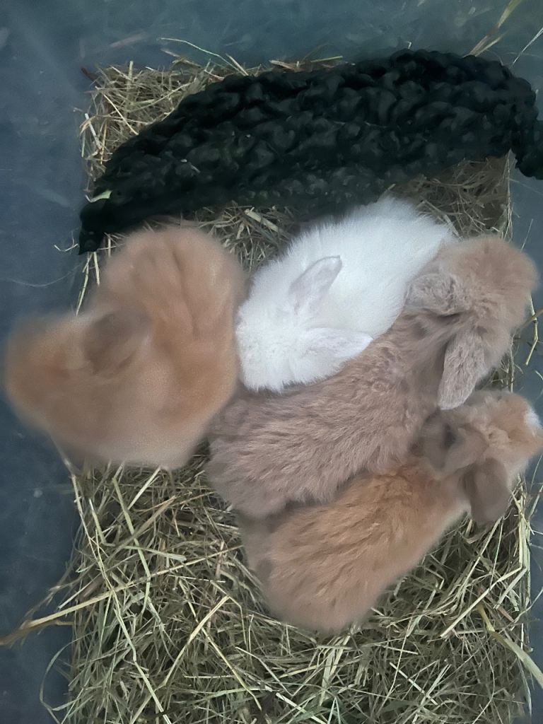 Lionhead Rabbits 