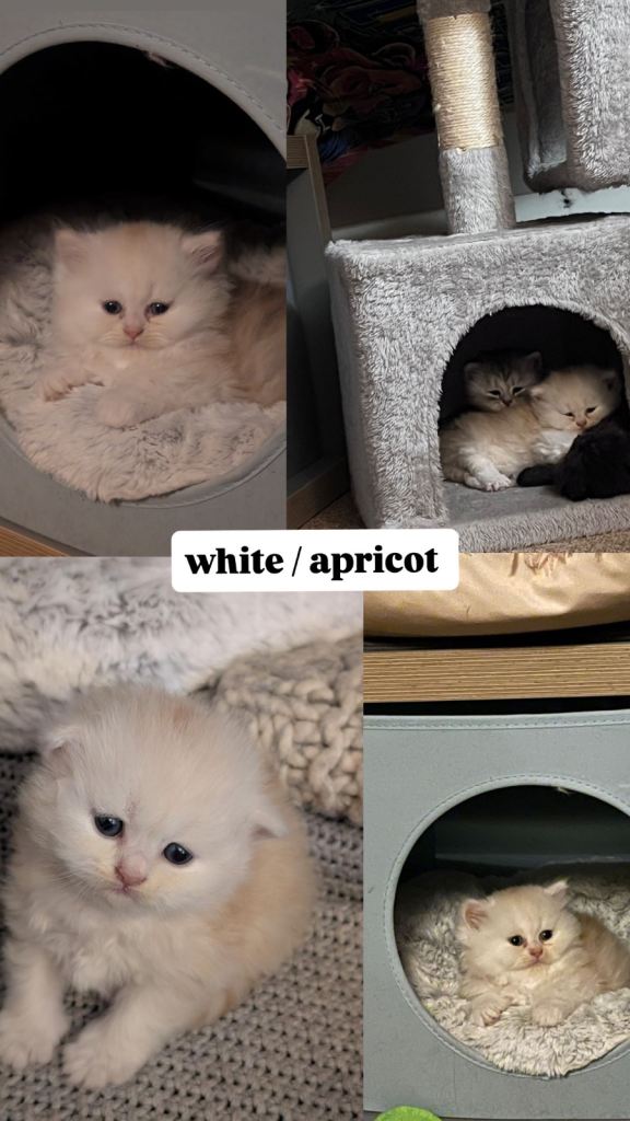 1 x Long Haired Persian Chinchilla / Persian Exotic Kittens For Sale 
