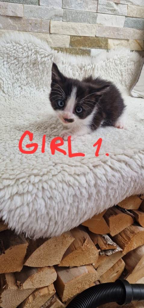 Kittens