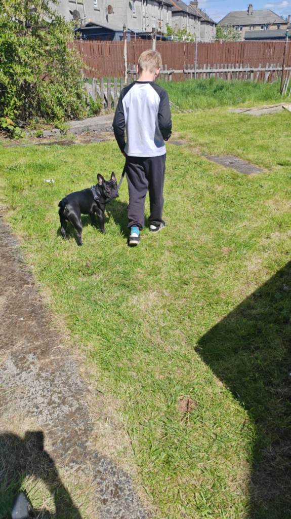 Dog for sale
