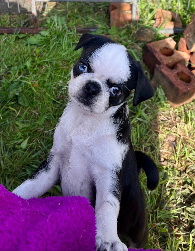 KC reg pug puppy, last one
