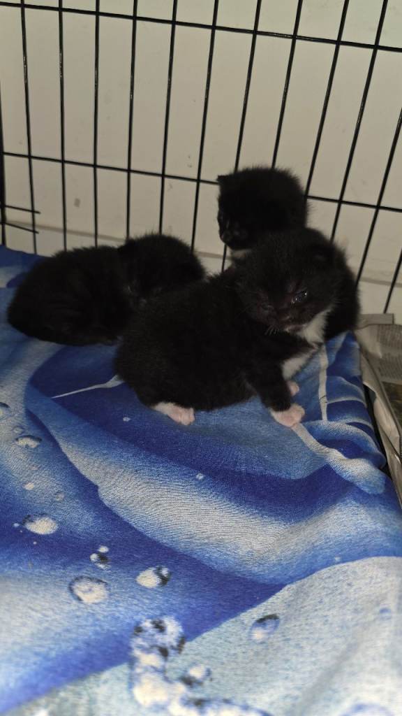Fluffy kittens for sale 