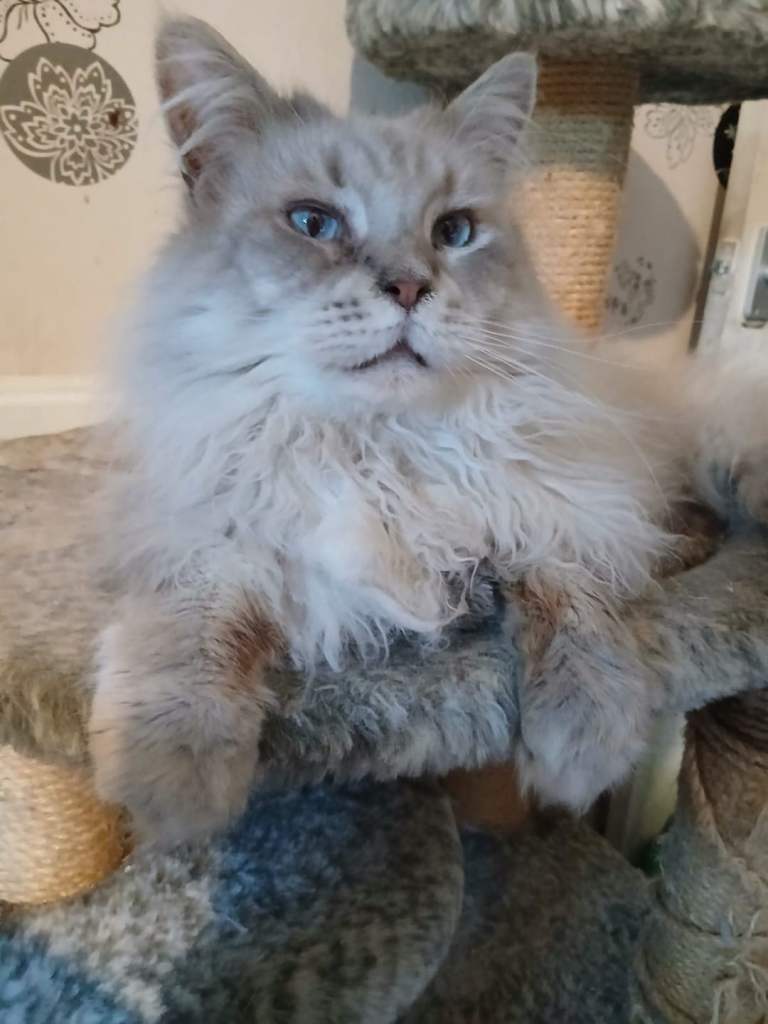 Big Beautiful Maine Coon 