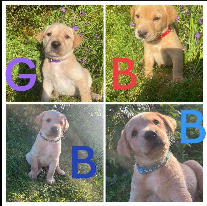 Labadour Puppies 