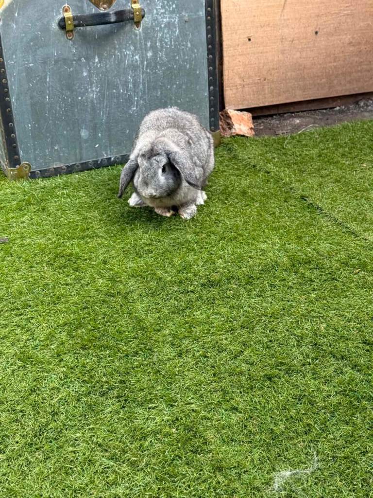 Rabbit