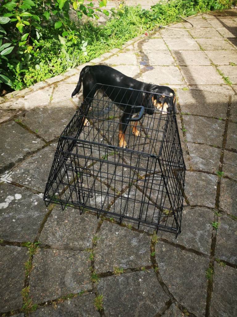 Medium sized Dog Cage.