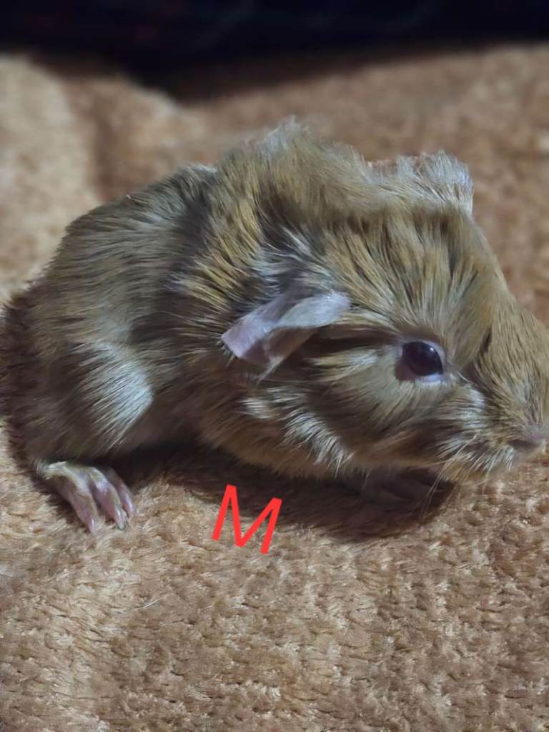 Mixed guinea pigs 