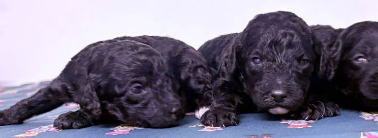 Rare Cavapoochon Puppies Home Raised PRA clea