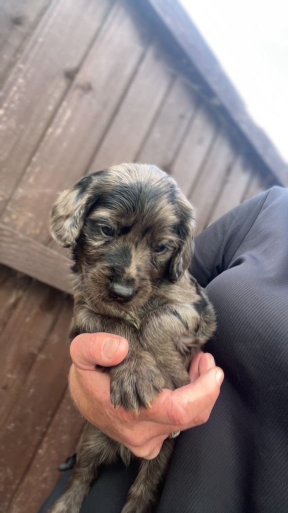 Cocker spaniel puppies | in Worksop, Nottinghamshire | Gumtree