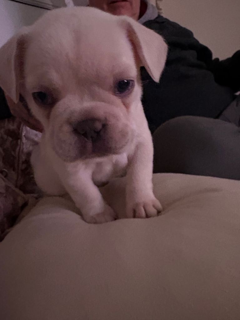 Kc registered French bulldog puppies 