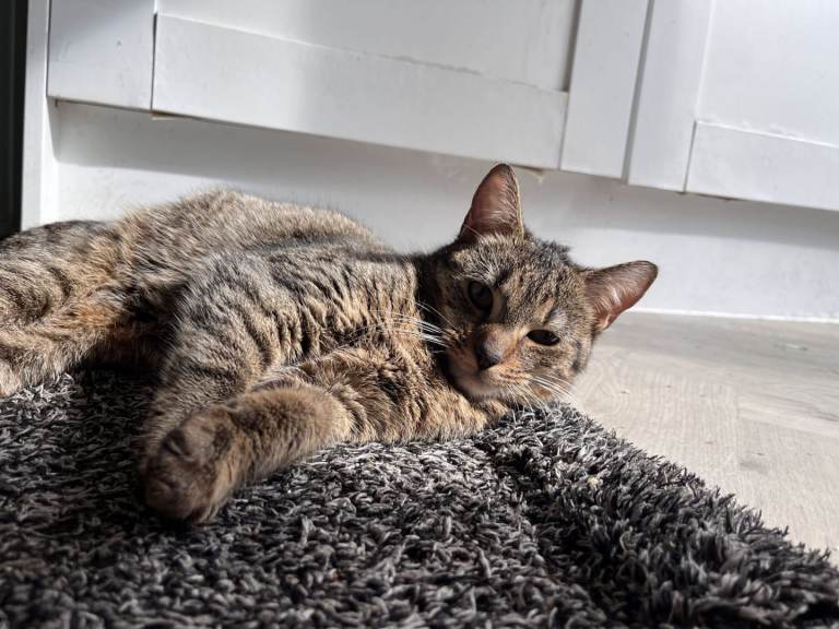 Half Tabby, half bengal, mixed breed cat