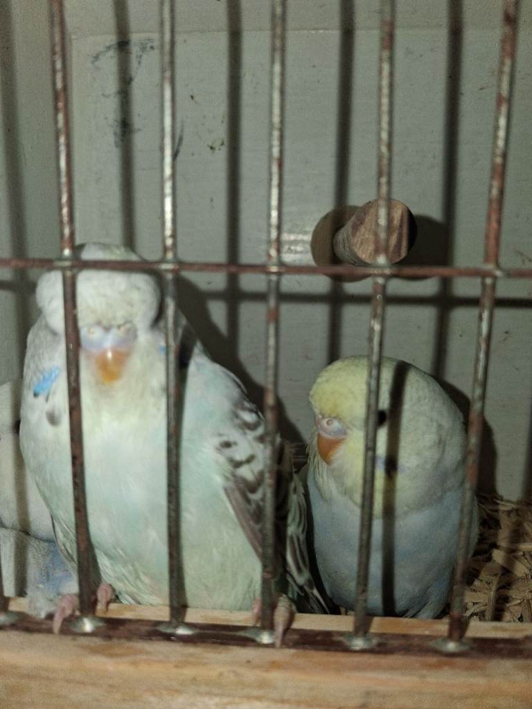 Babe budgies 