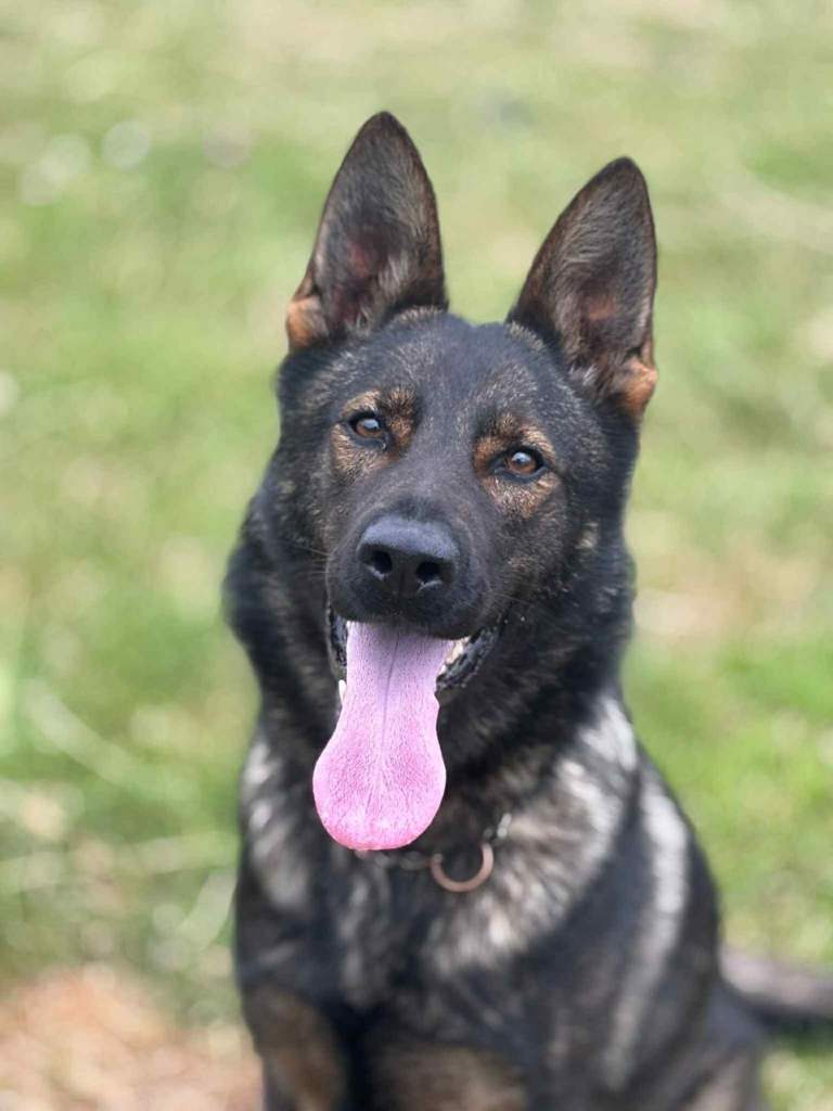 German Shepherd Puppies