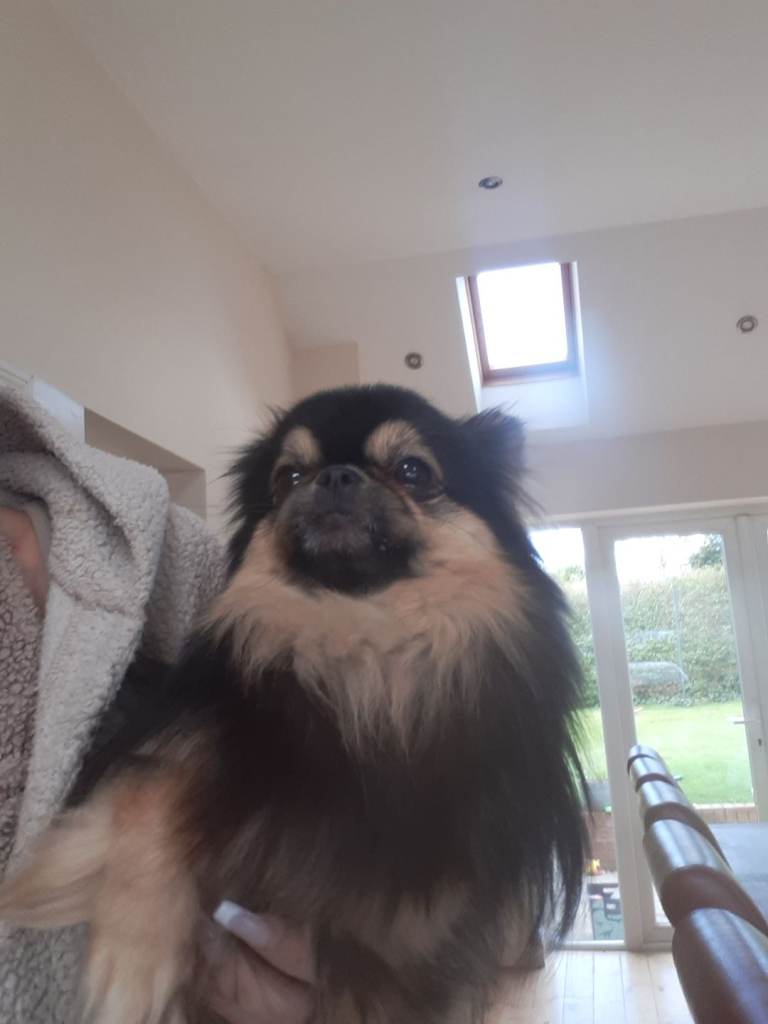 Tiny Russian chihuahua/pekingese